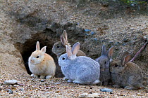 Feral domestic rabbit (Oryctolagus cuniculus) babies at burrrow, Okunojima Island, also known as Rabbit Island, Hiroshima, Japan.