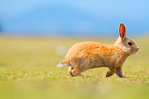 Feral domestic rabbit (Oryctolagus cuniculus) running, Okunojima Island, also known as Rabbit Island, Hiroshima, Japan.