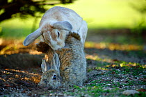 Feral domestic rabbit (Oryctolagus cuniculus) male attempting to mate with female, Okunojima Island, also known as Rabbit Island, Hiroshima, Japan.