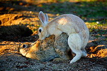 Feral domestic rabbit (Oryctolagus cuniculus) male mating with female, Okunojima Island, also known as Rabbit Island, Hiroshima, Japan.