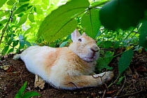 Feral domestic rabbit (Oryctolagus cuniculus) stretched out and sleeping, Okunojima Island, also known as Rabbit Island, Hiroshima, Japan.