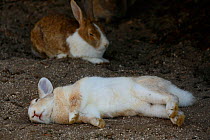 Feral domestic rabbit (Oryctolagus cuniculus) lying on its side whilst sleeping, Okunojima Island, also known as Rabbit Island, Hiroshima, Japan.