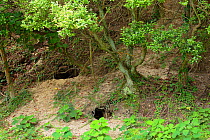 Feral domestic rabbit (Oryctolagus cuniculus) burrows, Okunojima Island, also known as Rabbit Island, Hiroshima, Japan.