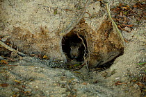 Feral domestic rabbit (Oryctolagus cuniculus) emerging from nest burrow, Okunojima Island, also known as Rabbit Island, Hiroshima, Japan.
