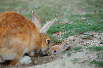Feral domestic rabbit (Oryctolagus cuniculus) mother greeting baby sticking head out of burrow, Okunojima Island, also known as Rabbit Island, Hiroshima, Japan.