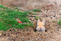 Feral domestic rabbit (Oryctolagus cuniculus) baby poking head out of burrow. Okunojima Island, also known as Rabbit Island, Hiroshima, Japan.