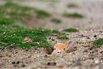 Feral domestic rabbit (Oryctolagus cuniculus) baby poking head out of burrow. Okunojima Island, also known as Rabbit Island, Hiroshima, Japan.