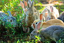 Feral domestic rabbits (Oryctolagus cuniculus) group feeding, Okunojima Island, also known as Rabbit Island, Hiroshima, Japan.