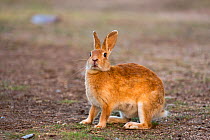 Feral domestic rabbit (Oryctolagus cuniculus) standing up, Okunojima Island, also known as Rabbit Island, Hiroshima, Japan.