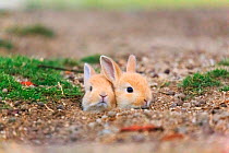 Feral domestic rabbit (Oryctolagus cuniculus) babies poking head out of nest, Okunojima Island, also known as Rabbit Island, Hiroshima, Japan.