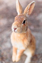 Feral domestic rabbit (Oryctolagus cuniculus) standing on hind legs, Okunojima Island, also known as Rabbit Island, Hiroshima, Japan.
