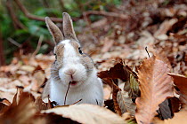 Feral domestic rabbit (Oryctolagus cuniculus) portrait in dried leaves, Okunojima Island, also known as Rabbit Island, Hiroshima, Japan.