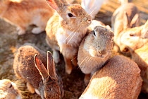Feral domestic rabbit (Oryctolagus cuniculus) group gathering to be fed, Okunojima Island, also known as Rabbit Island, Hiroshima, Japan.