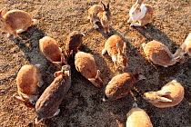 Feral domestic rabbit (Oryctolagus cuniculus) group gathering to be fed, Okunojima Island, also known as Rabbit Island, Hiroshima, Japan.