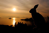 Feral domestic rabbit (Oryctolagus cuniculus) silhouetted against the ocean, Okunojima Island, also known as Rabbit Island, Hiroshima, Japan.