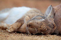 Feral domestic rabbit (Oryctolagus cuniculus) sleeping, Okunojima Island, also known as Rabbit Island, Hiroshima, Japan.
