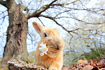 Feral domestic rabbit (Oryctolagus cuniculus) feeding on cherry blossom, Okunojima Island, also known as Rabbit Island, Hiroshima, Japan.