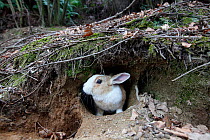 Feral domestic rabbit (Oryctolagus cuniculus) at warren, Okunojima Island, also known as Rabbit Island, Hiroshima, Japan.