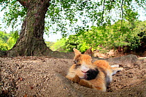 Feral domestic rabbit (Oryctolagus cuniculus) covered in dirt resting, Okunojima Island, also known as Rabbit Island, Hiroshima, Japan.