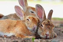 Feral domestic rabbit (Oryctolagus cuniculus) group resting, Okunojima Island, also known as Rabbit Island, Hiroshima, Japan.