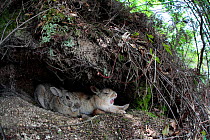 Feral domestic rabbit (Oryctolagus cuniculus) pair resting one yawning,  Okunojima Island, also known as Rabbit Island, Hiroshima, Japan.