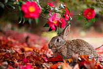 Feral domestic rabbit (Oryctolagus cuniculus) feeding on flowers, Okunojima Island, also known as Rabbit Island, Hiroshima, Japan.