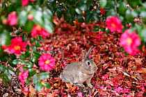 Feral domestic rabbit (Oryctolagus cuniculus) female among flowers, Okunojima Island, also known as Rabbit Island, Hiroshima, Japan.