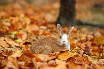 Feral domestic rabbit (Oryctolagus cuniculus) among dead leaves, Okunojima Island, also known as Rabbit Island, Hiroshima, Japan.