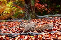 Feral domestic rabbits (Oryctolagus cuniculus) walking among fallen autumn leaves, Okunojima Island, also known as Rabbit Island, Hiroshima, Japan.