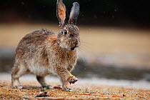 Feral domestic rabbit (Oryctolagus cuniculus) with wet fur, Okunojima Island, also known as Rabbit Island, Hiroshima, Japan.
