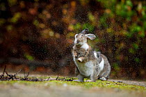 Feral domestic rabbit (Oryctolagus cuniculus) shaking off wet fur, Okunojima Island, also known as Rabbit Island, Hiroshima, Japan.