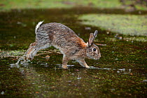 Feral domestic rabbit (Oryctolagus cuniculus) with wet fur running through puddle,  Okunojima Island, also known as Rabbit Island, Hiroshima, Japan.