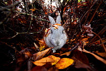 Feral domestic rabbit (Oryctolagus cuniculus) walking through autumn leaves, Okunojima Island, also known as Rabbit Island, Hiroshima, Japan.