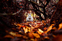 Feral domestic rabbit (Oryctolagus cuniculus) amongst autumn leaves, Okunojima Island, also known as Rabbit Island, Hiroshima, Japan.