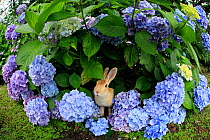 Feral domestic rabbit (Oryctolagus cuniculus) in hydrangea, fisheye view,  Okunojima Island, also known as Rabbit Island, Hiroshima, Japan.