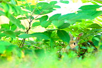 Feral domestic rabbit (Oryctolagus cuniculus) resting in vegetation, Okunojima Island, also known as Rabbit Island, Hiroshima, Japan.
