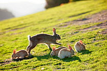 Feral domestic rabbit (Oryctolagus cuniculus) mother with babies eating grass, Okunojima Island, also known as Rabbit Island, Hiroshima, Japan.