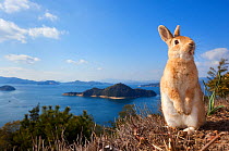 Feral domestic rabbit (Oryctolagus cuniculus) standing on hind legs on coast, Okunojima Island, also known as Rabbit Island, Hiroshima, Japan.