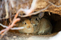 Feral domestic rabbit (Oryctolagus cuniculus) babies in burrow, Okunojima Island, also known as Rabbit Island, Hiroshima, Japan.