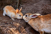 Feral domestic rabbit (Oryctolagus cuniculus) mother and baby nose to nose, Okunojima Island, also known as Rabbit Island, Hiroshima, Japan.