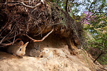 Feral domestic rabbit (Oryctolagus cuniculus) babies outside burrow Okunojima Island, also known as Rabbit Island, Hiroshima, Japan.