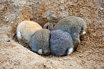 Feral domestic rabbit (Oryctolagus cuniculus) babies, rear view, Okunojima Island, also known as Rabbit Island, Hiroshima, Japan.