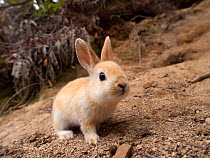 Feral domestic rabbit (Oryctolagus cuniculus) Okunojima Island, also known as Rabbit Island, Hiroshima, Japan.