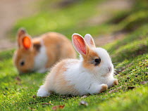 Feral domestic rabbit (Oryctolagus cuniculus) babies, Okunojima Island, also known as Rabbit Island, Hiroshima, Japan.