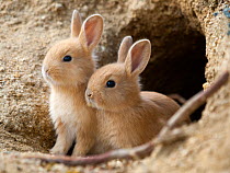Feral domestic rabbit (Oryctolagus cuniculus) babies at burrow. Okunojima Island, also known as Rabbit Island, Hiroshima, Japan.