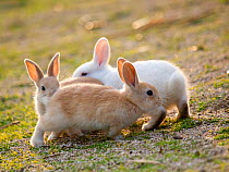 Feral domestic rabbit (Oryctolagus cuniculus) babies chasing each other, Okunojima Island, also known as Rabbit Island, Hiroshima, Japan.