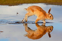 Feral domestic rabbit (Oryctolagus cuniculus) running in puddle and reflected. Okunojima Island, also known as Rabbit Island, Hiroshima, Japan.