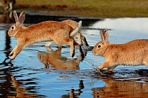Feral domestic rabbit (Oryctolagus cuniculus) running in puddle, Okunojima Island, also known as Rabbit Island, Hiroshima, Japan.