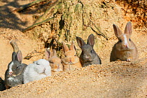 Feral domestic rabbit (Oryctolagus cuniculus) babies resting near burrow, Okunojima Island, also known as Rabbit Island, Hiroshima, Japan.