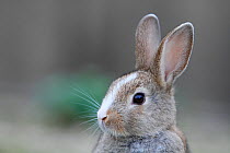 Feral domestic rabbit (Oryctolagus cuniculus) portrait, Okunojima Island, also known as Rabbit Island, Hiroshima, Japan.